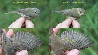 Tjiftjaf: postjuveniele rui